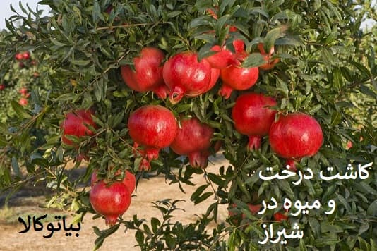 کاشت نهال و درخت در شیراز